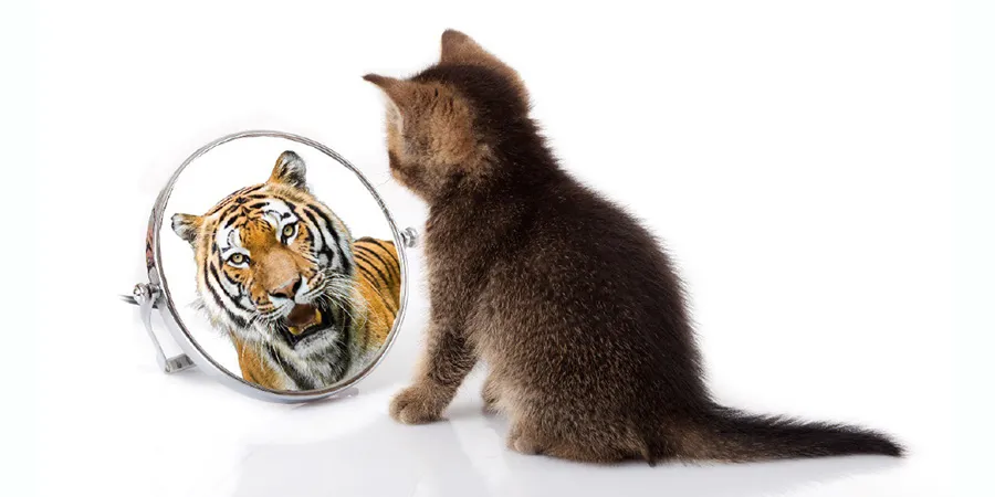 A kitten seeing a tiger in the mirror